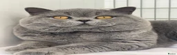 British Shorthair cats for sale: British Shorthair and British Longhair kittens - Advert 2