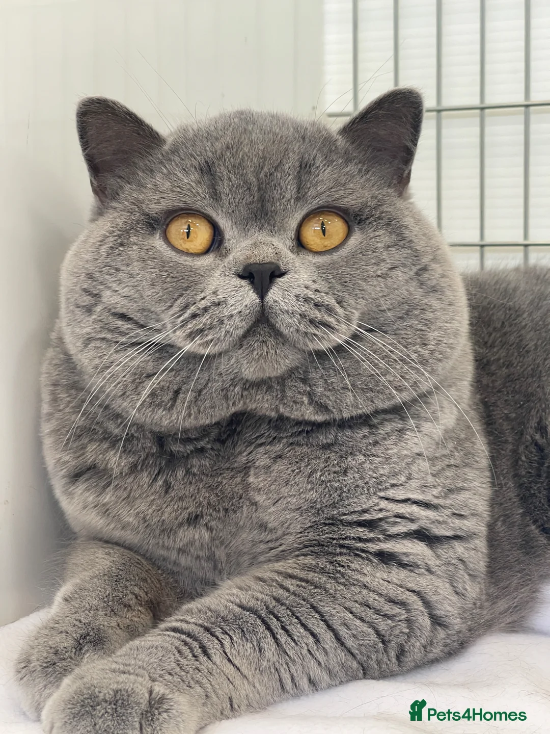 British Shorthair cats for sale: British Shorthair and British Longhair kittens - Advert 2