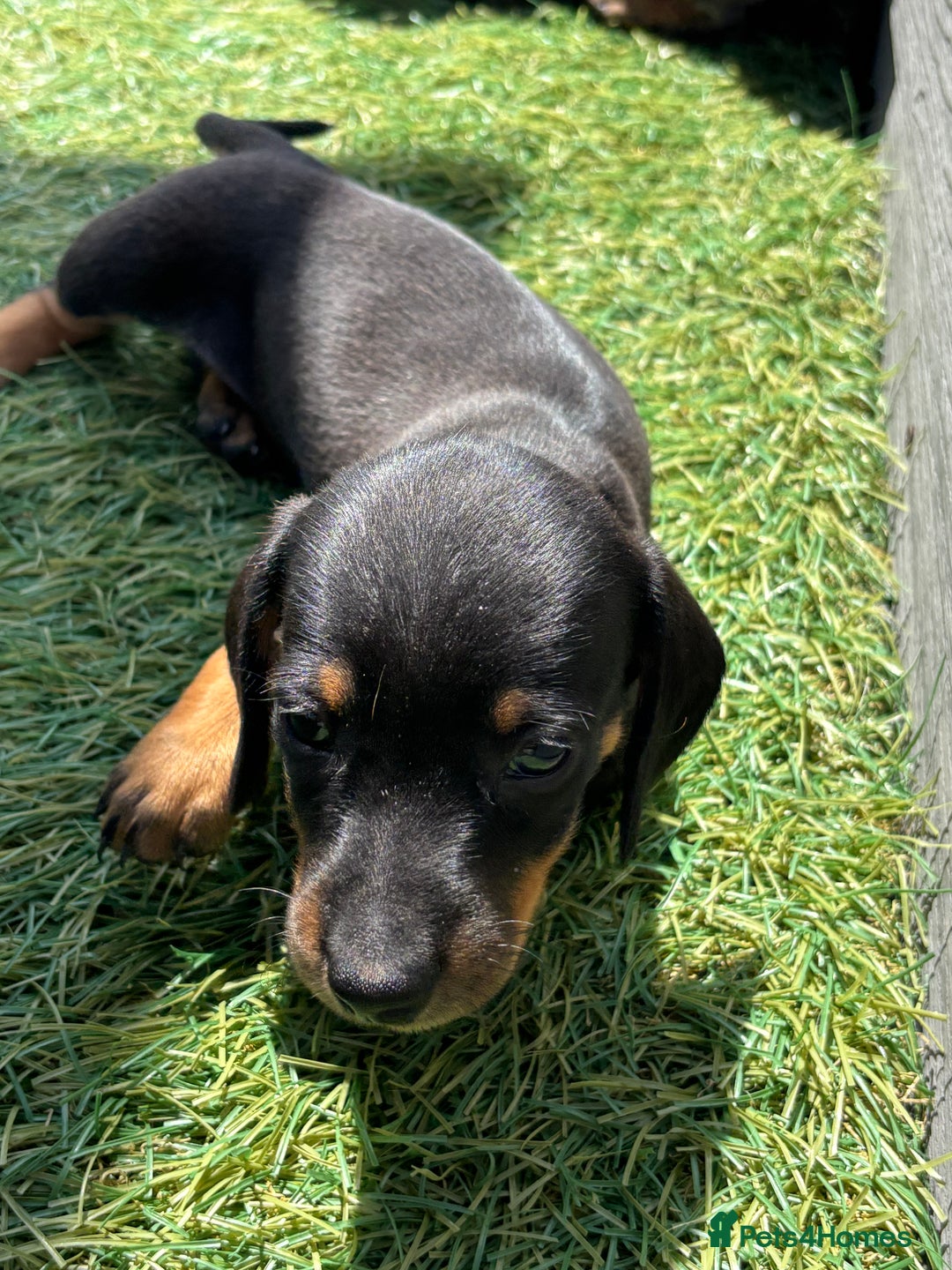 Dachshund dogs for sale: Dachshund Puppies  - Image 15
