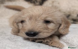 Mini Goldendoodle dogs for sale: Beautiful Mini Goldador Doodle puppies, DNA clear - Image 8