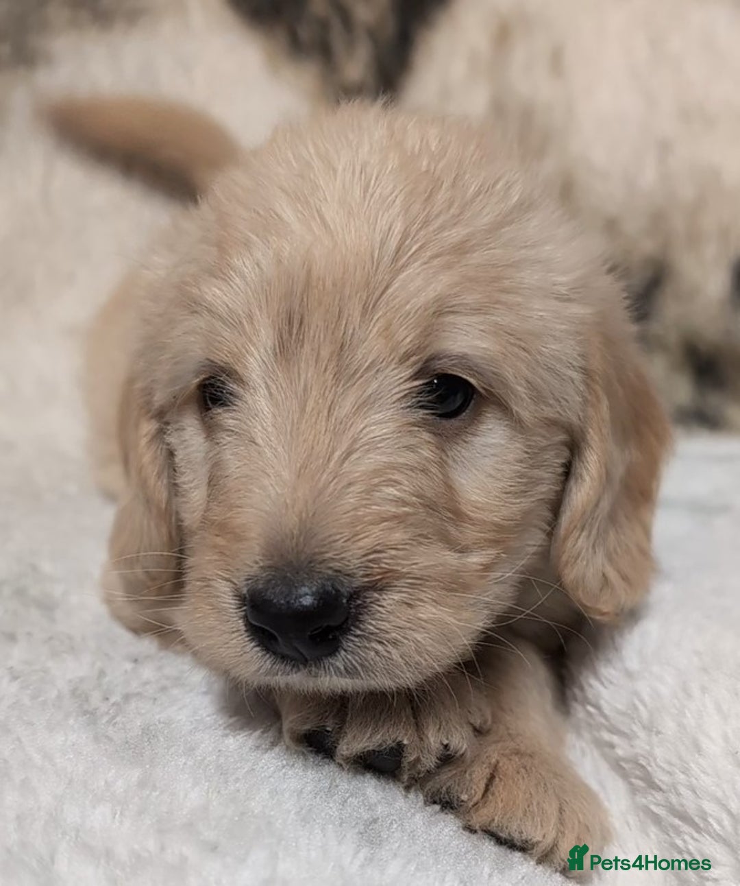 Mini Goldendoodle dogs for sale: Beautiful Mini Goldador Doodle puppies, DNA clear - Image 8