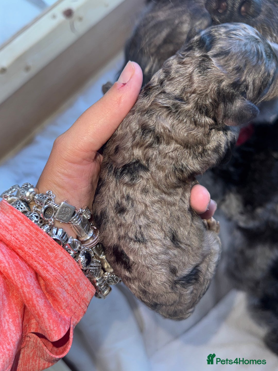 Cockapoo dogs for sale: Cockerpoo FB1 ready to leave  **  Eve  - Image 6