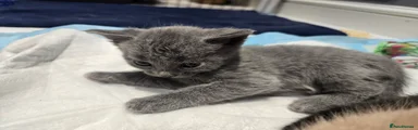 Mixed Breed Kitten 2