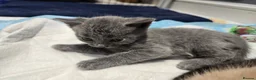Mixed Breed cats for sale: 6x Gorgeous kittens - Advert 34