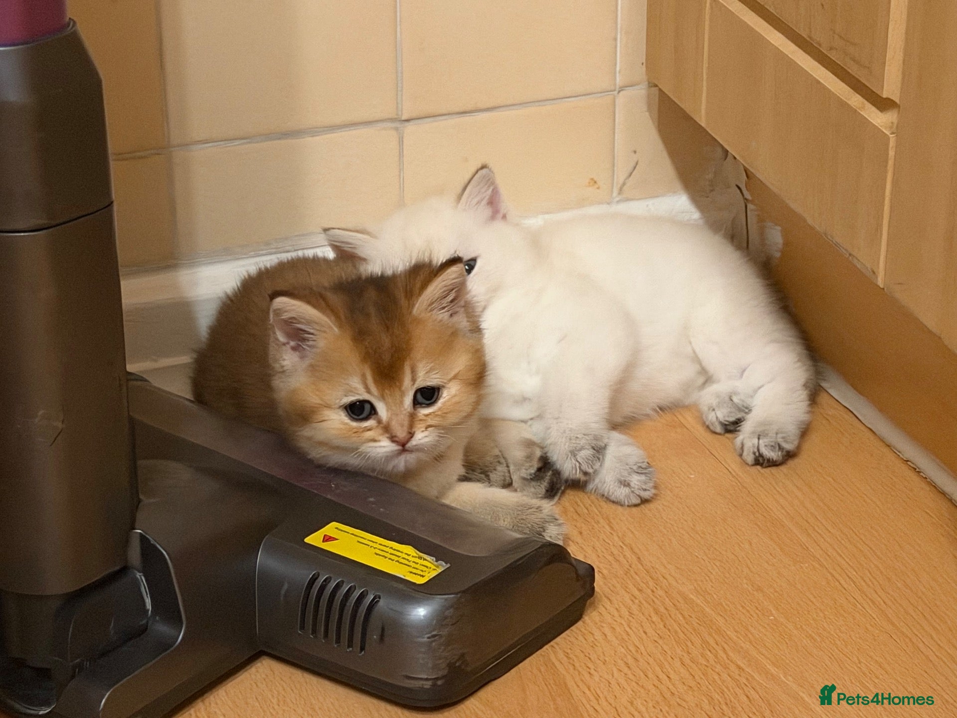 British Longhair cats NY12 GOLDEN SHADED & WHITE BRITISH LONG HAIR - Advert 8