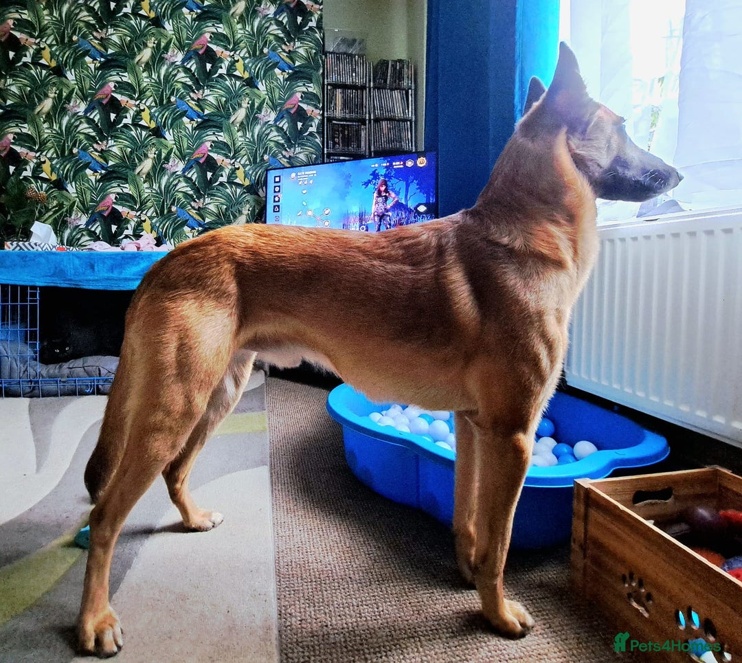 Belgian Shepherd Dog dogs for stud: Fully health tested, proven, KC reg Malinois stud in Treorchy - Advert 2