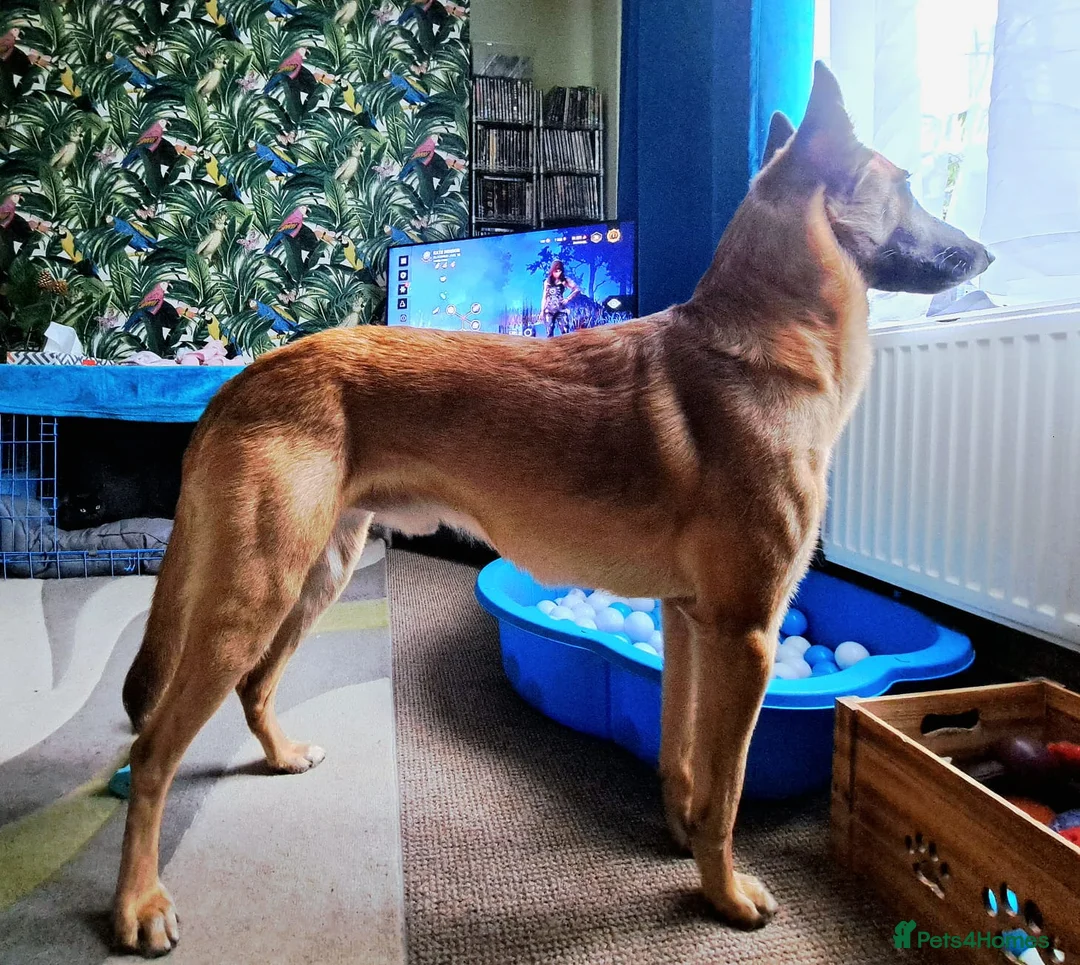 Belgian Shepherd Dog dogs for stud: Fully health tested, proven, KC reg Malinois stud in Treorchy - Advert 3
