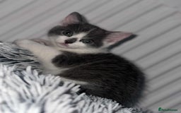 British Shorthair cats for sale: Kittens for sale bradford - Image 21