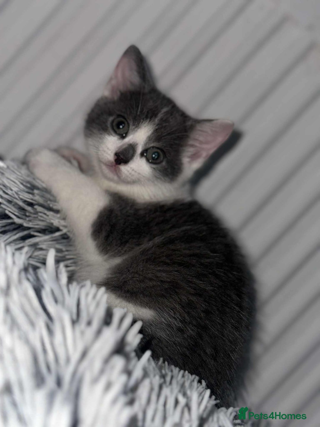 British Shorthair cats for sale: Kittens for sale bradford - Image 21