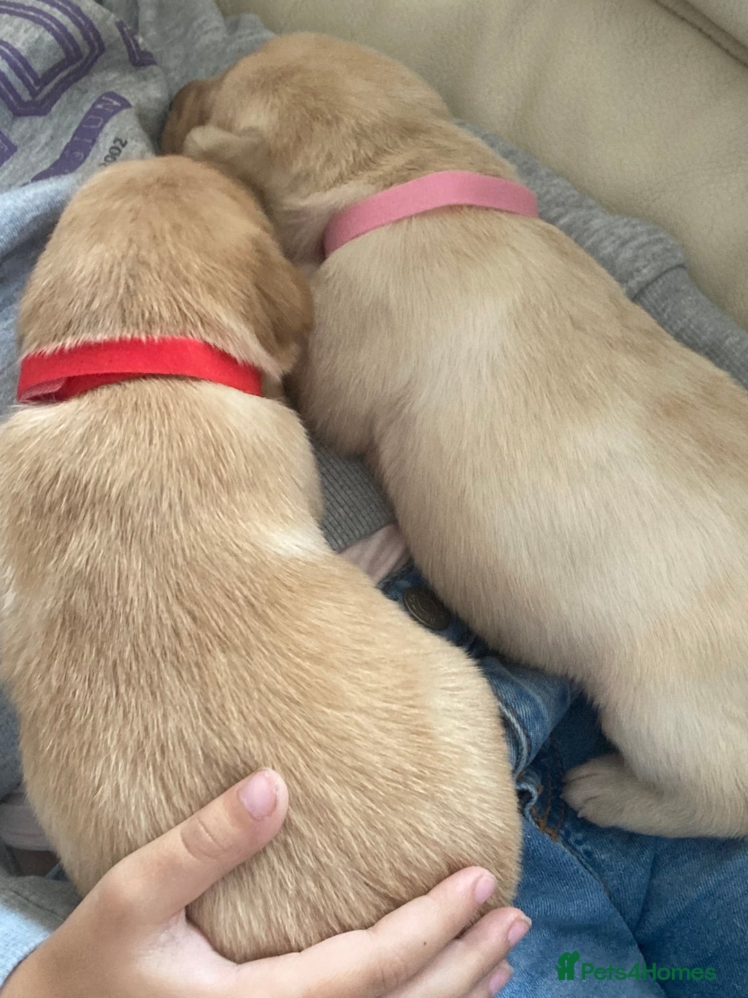 Labrador Retriever dogs for sale: LABRADOR PUPPIES - Image 7