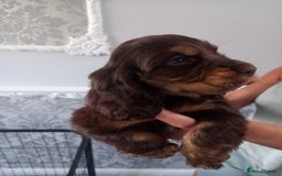 Cocker Spaniel dogs for sale: 🐾 Show Type Cocker Spaniel 🐾 - Image 1