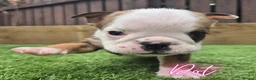 English Bulldog dogs for sale: Exceptional KC Registered British Bulldog Puppies - Advert 3
