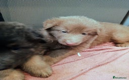 German Shepherd dogs for sale: 🌟ISABELLA GERMAN SHEPHERD PUPPIES 🌟 - Image 6