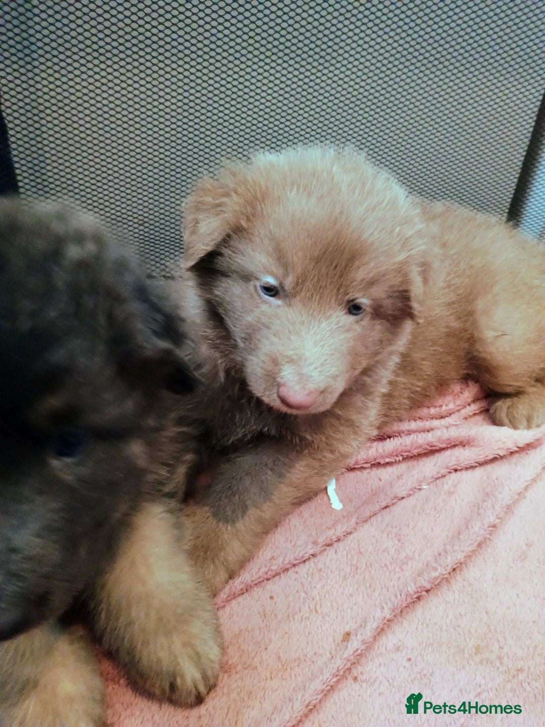 German Shepherd dogs for sale: 🌟ISABELLA GERMAN SHEPHERD PUPPIES 🌟 - Image 6