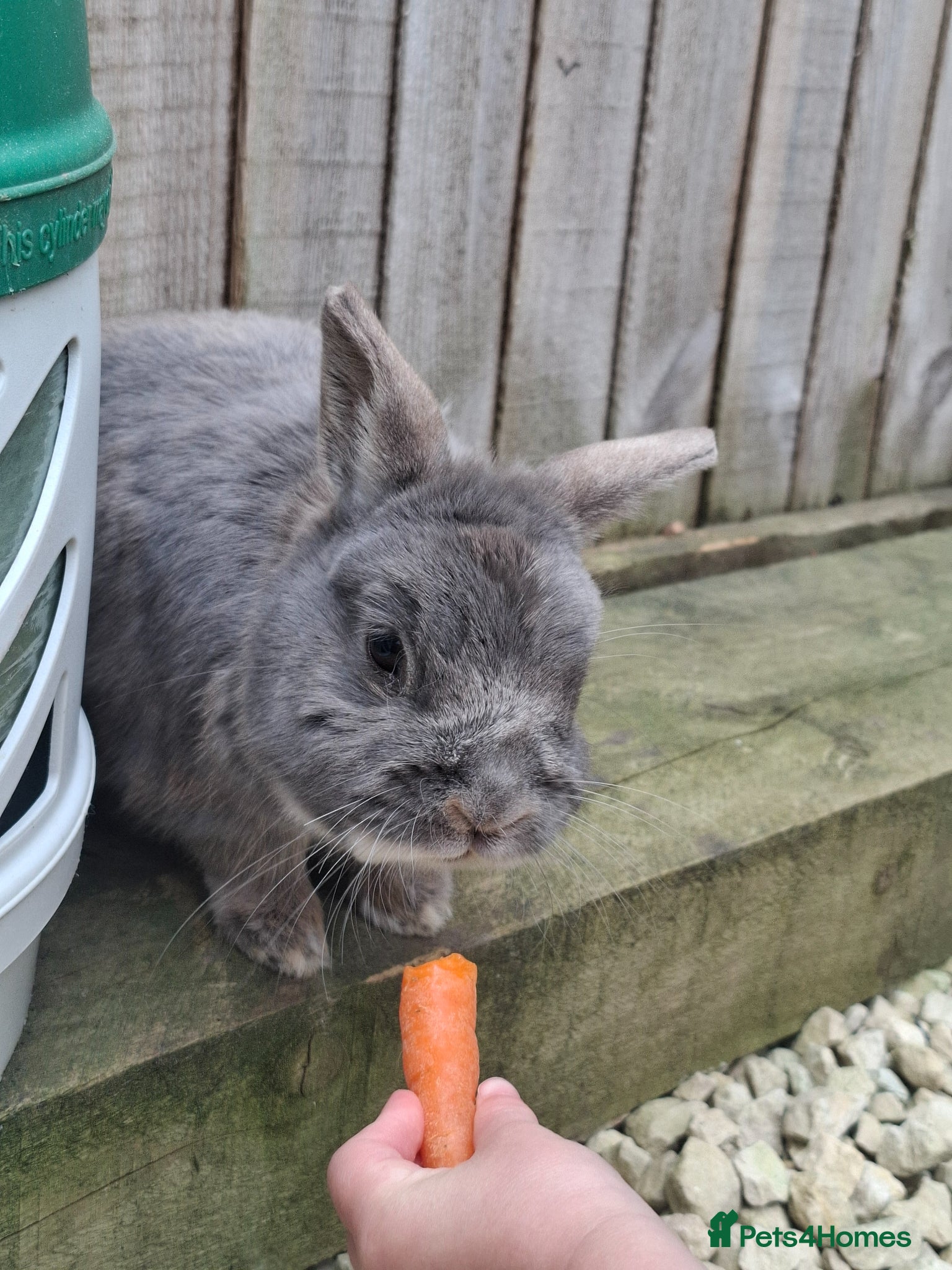 Netherland Dwarf rabbits for sale: Klompje (M) & Sapheiri (F) bonded couple. 7-8yrs in Bury Saint Edmunds - Advert 10