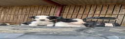 Border Collie dogs for sale: cute border collie pups - Advert 4