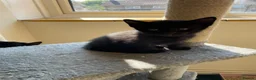 Mixed Breed cats for sale: Kitten - Advert 10