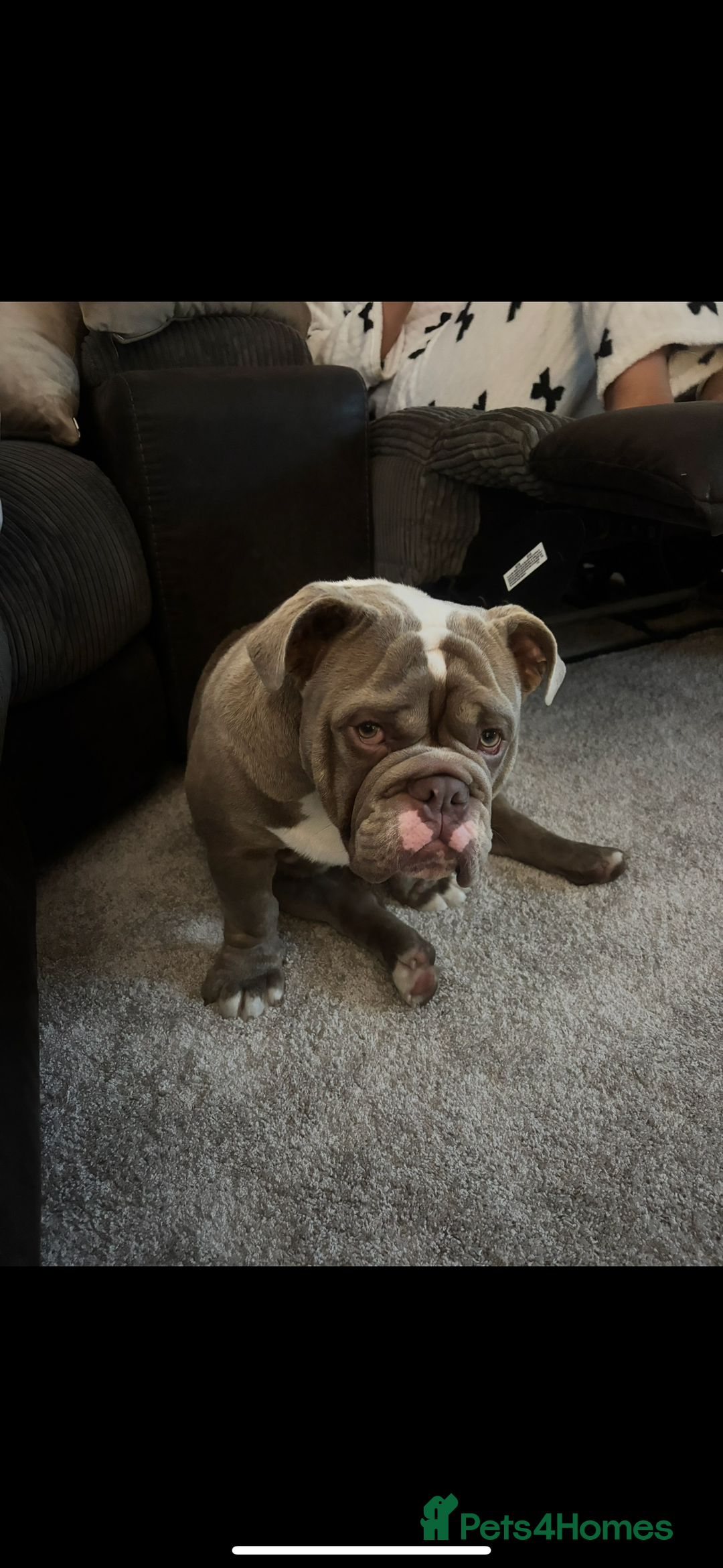 English Bulldog dogs for sale: Lilac male British bulldog - Advert 8
