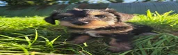 Schnoodle dogs for sale: Beautiful schnoodle puppies  - Advert 5