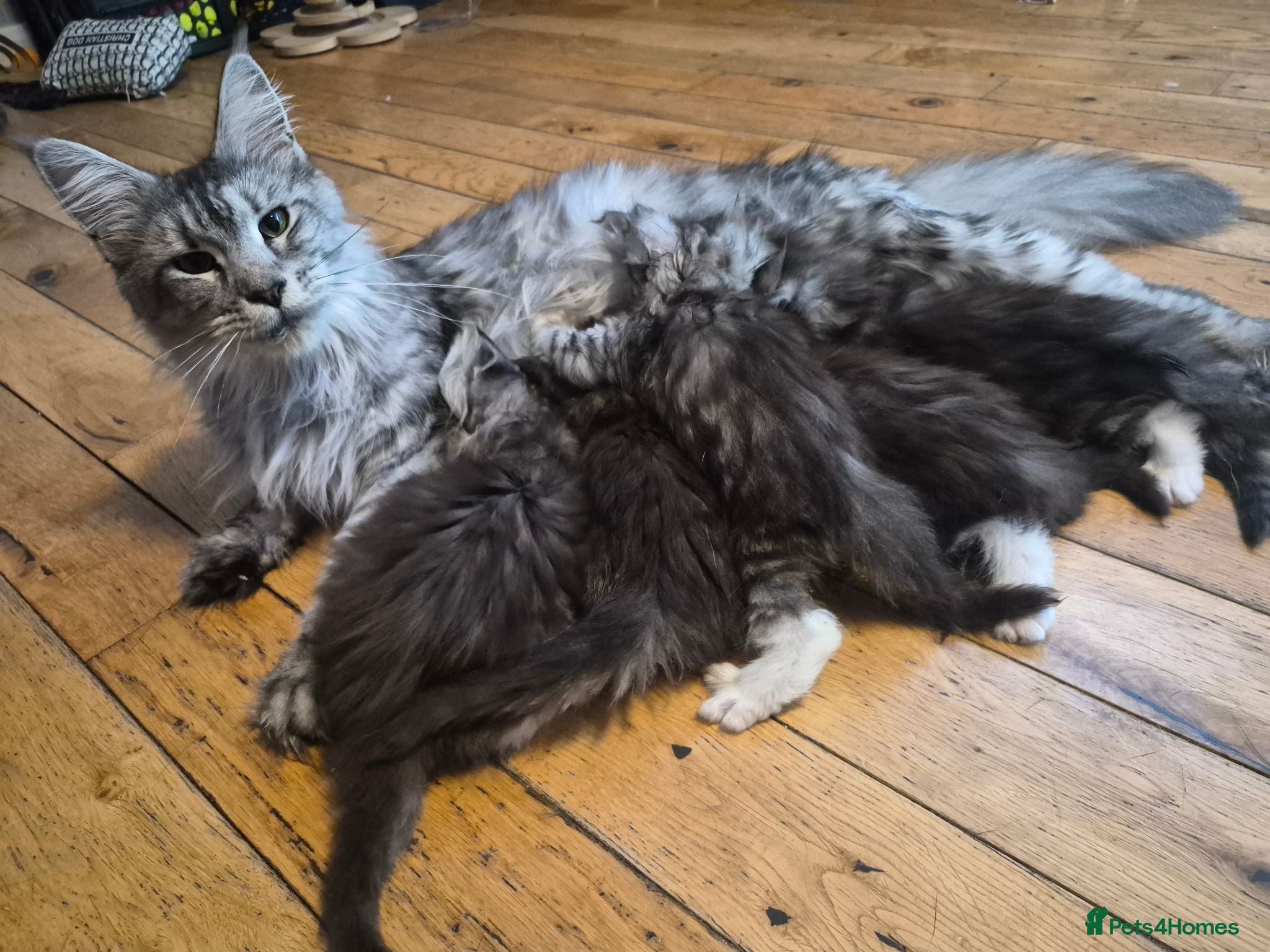 Maine Coon cats Beautiful Maine coon kitten girls  - Advert 1