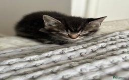American Shorthair cats for sale: 🌟Adorable kittens now ready 4 forever home🌟 - Image 23