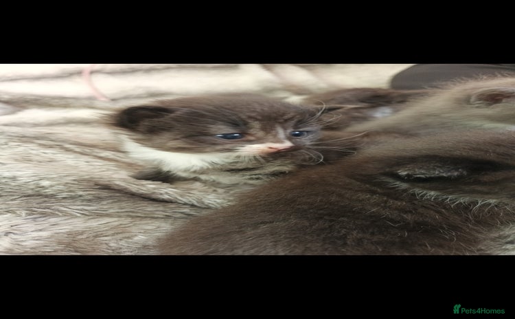 Mixed Breed cats - Advert 15