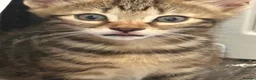 Bengal cats for sale: 🐾 Beautiful Bengal x Maine Coon Kittens 🐾 - Advert 24