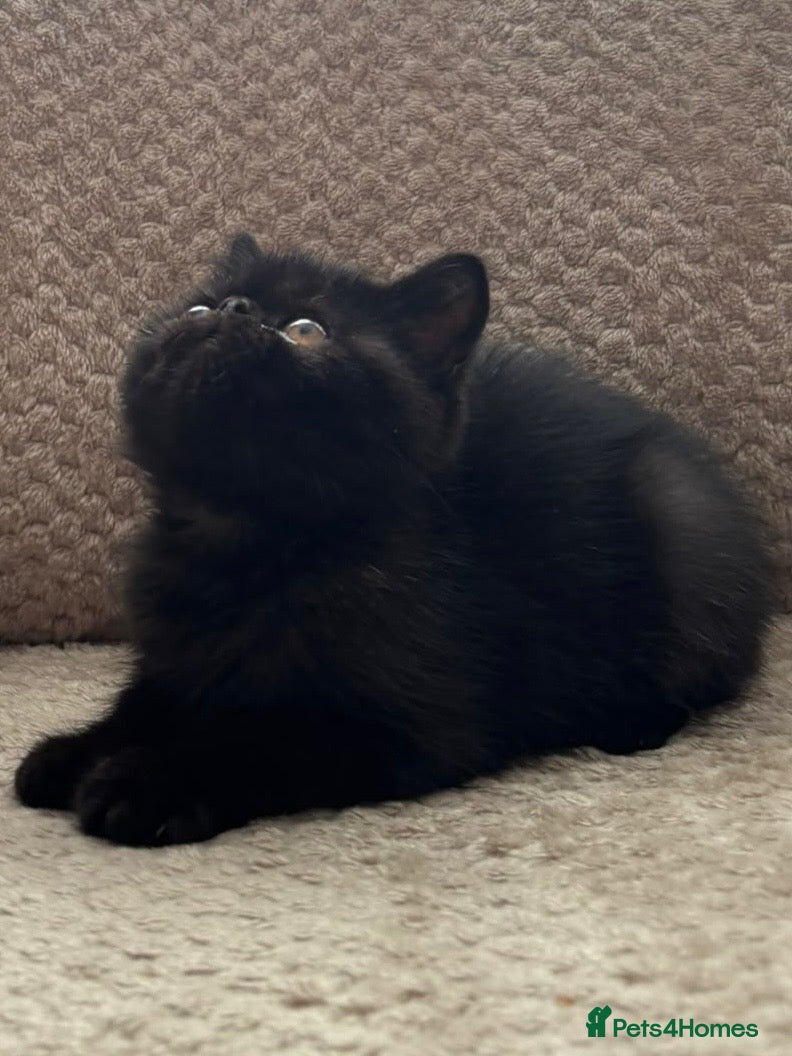 Exotic cats PET REGISTERED EXOTIC KITTENS  - Advert 6