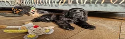 Cocker Spaniel dogs for sale: Beautiful Show Cocker Spaniel Puppies  - Advert 22