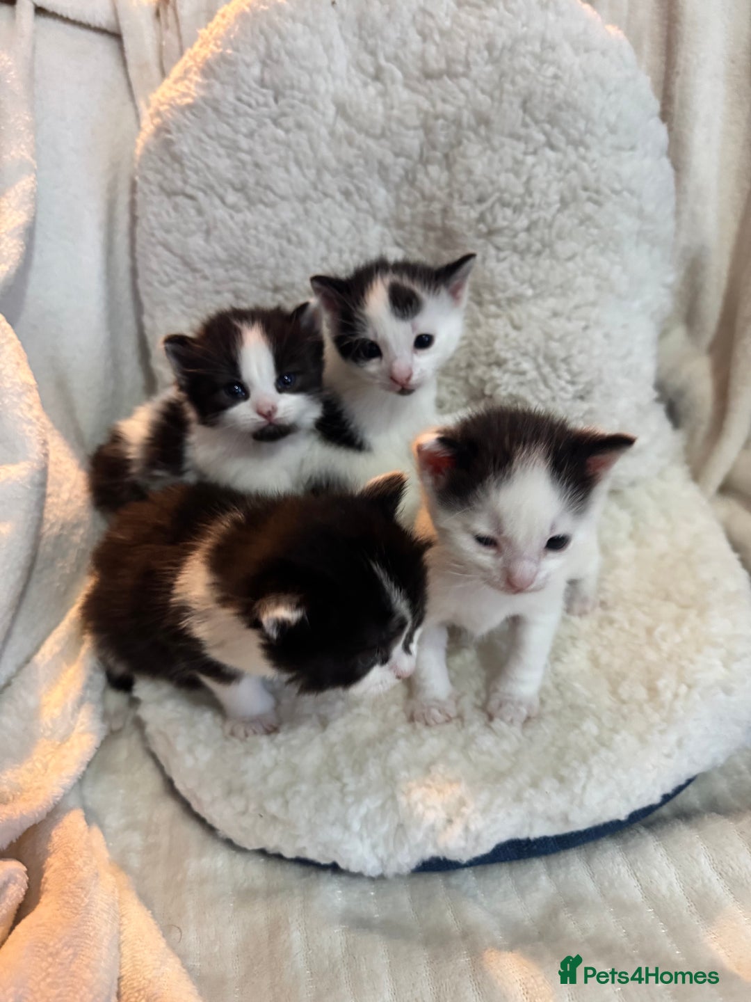 Domestic Shorthair cats for sale: Beautiful litter of kittens - Image 12