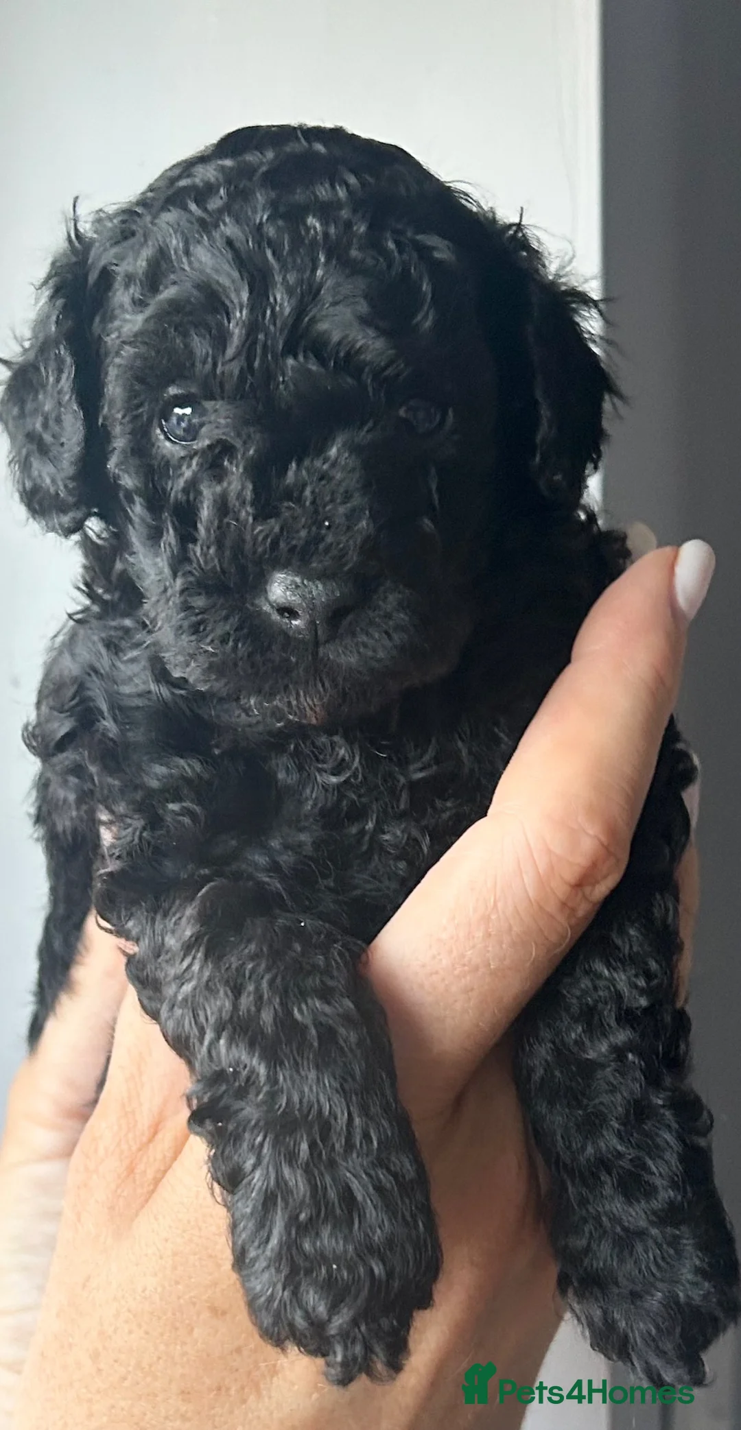 Cavapoo dogs for sale: Beautifully bred tiny toy Cavapoos  - Advert 2