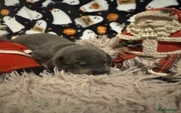 Miniature Dachshund dogs for sale: Miniature Dachshund Puppies - Image 6