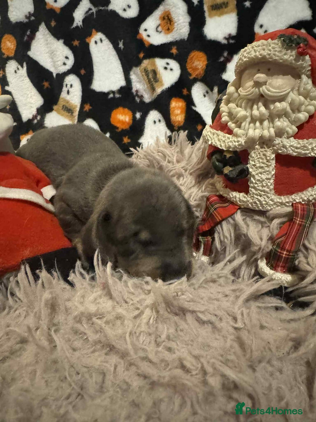 Miniature Dachshund dogs for sale: Miniature Dachshund Puppies - Image 6