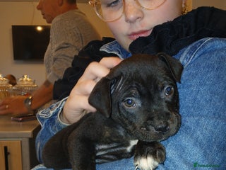 Staffordshire Bull Terrier dogs - Advert 6