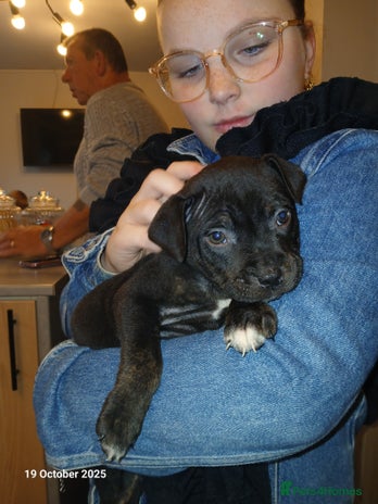 Staffordshire Bull Terrier dogs - Advert 2