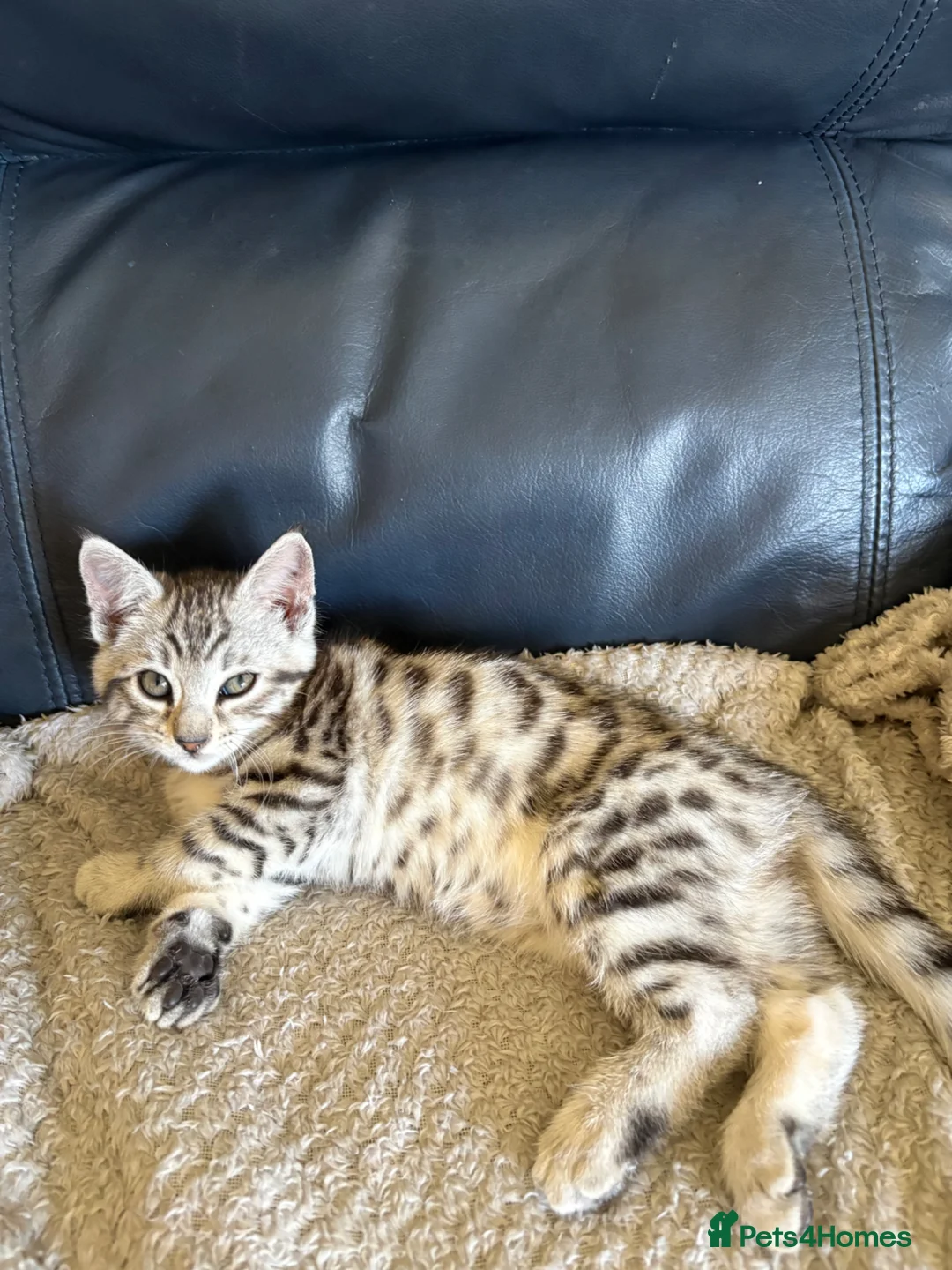 Mixed Breed cats for sale: Maine Coon x Bengal Kitten - Advert 30