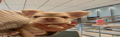 French Bulldog 1
