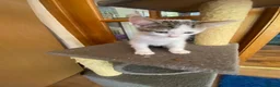 British Shorthair cats for sale: British Short Hair Kitten in Ilford - Advert 1