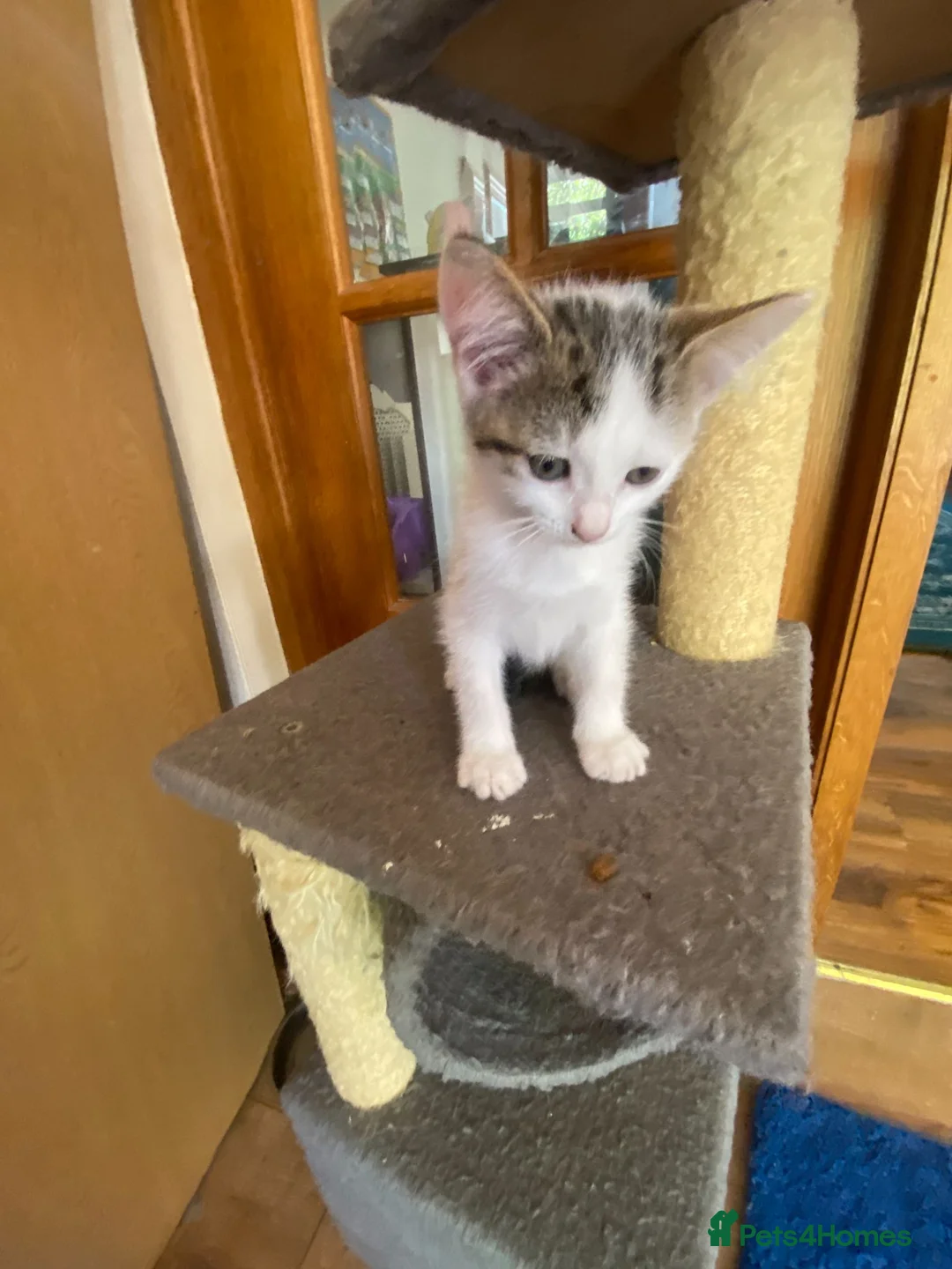 British Shorthair cats for sale: British Short Hair Kitten in Ilford - Advert 1