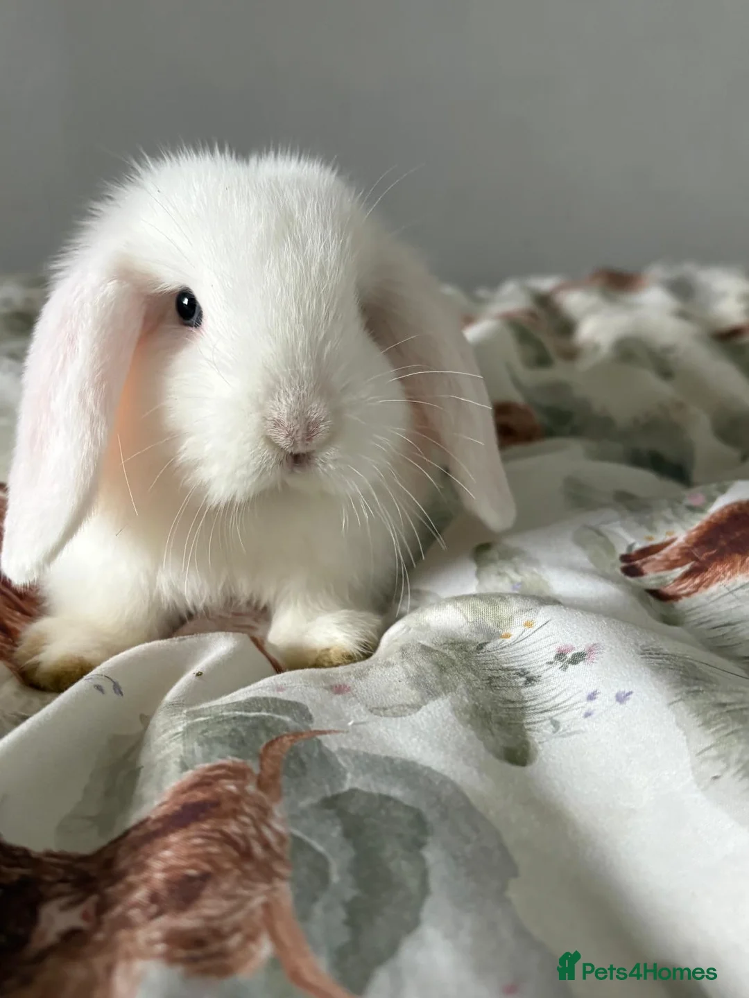 Mini Lop rabbits for sale: Male rabbit  - Advert 2