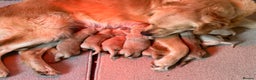 Golden Retriever dogs for sale: Quality litter of KC reg Golden Retriever Puppies  - Advert 19