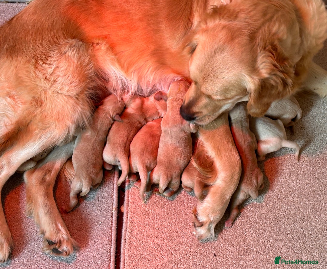 Golden Retriever dogs for sale: Quality litter of KC reg Golden Retriever Puppies  - Advert 19