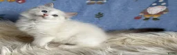 Ragdoll cats for sale: 🐾 Beautiful Ragdoll Kittens for Sale 🐾 - Advert 20