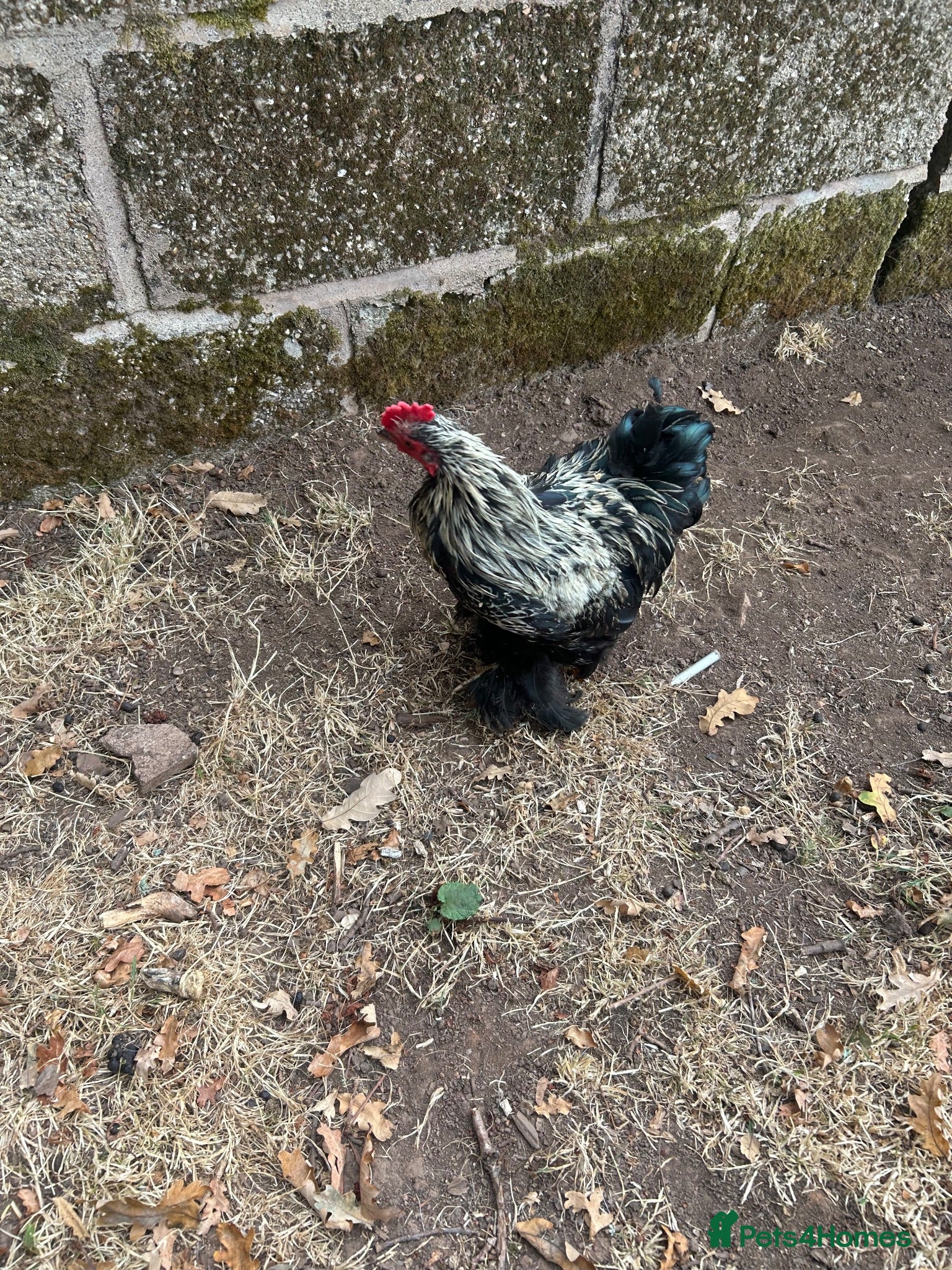 Chickens poultry Peking Bantum Cockerells x3   - Advert 1