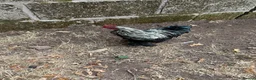 Chickens poultry for sale: Peking Bantum Cockerells x3   in Wellington - Advert 1