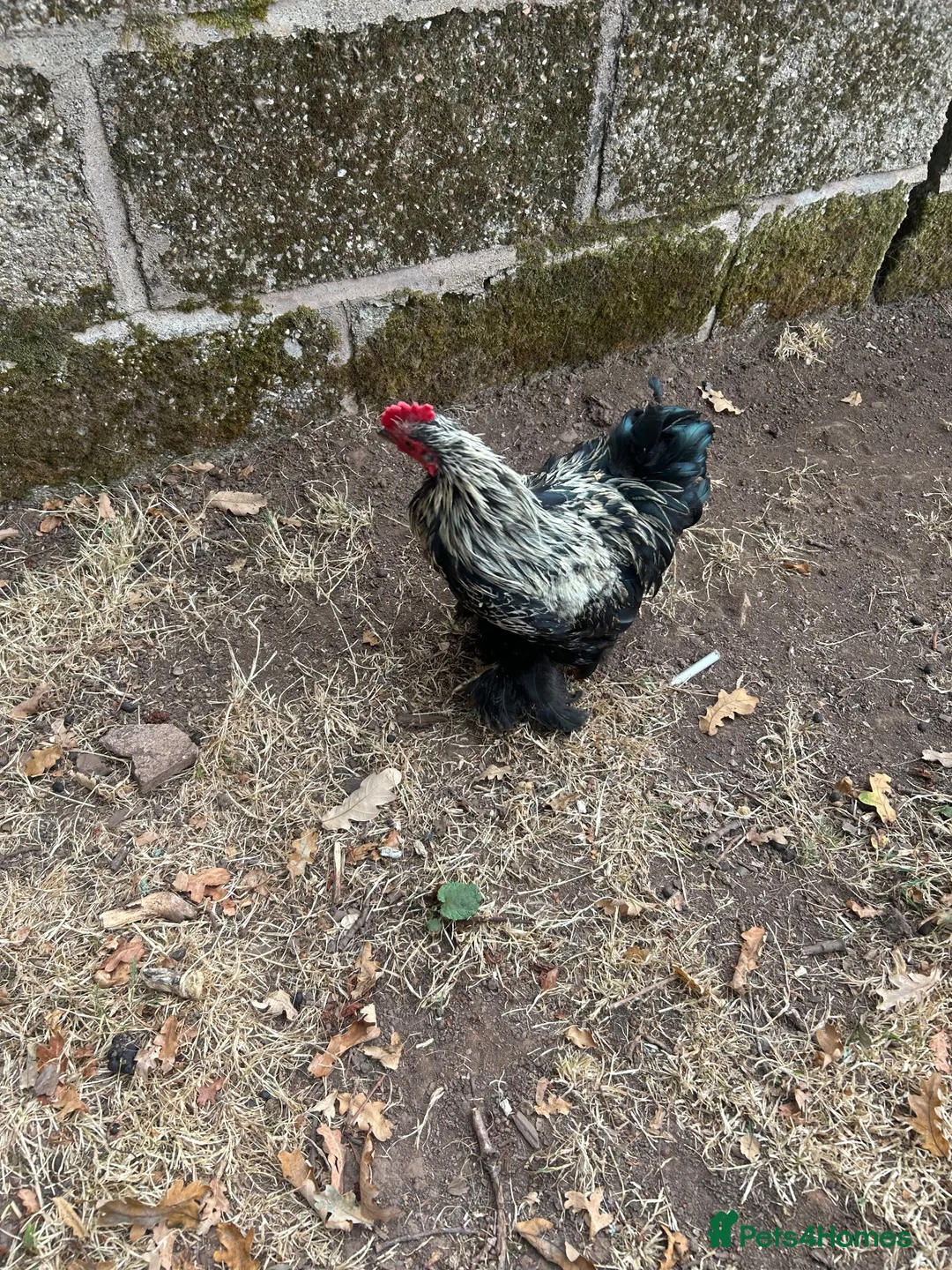 Chickens poultry for sale: Peking Bantum Cockerells x3   in Wellington - Advert 1