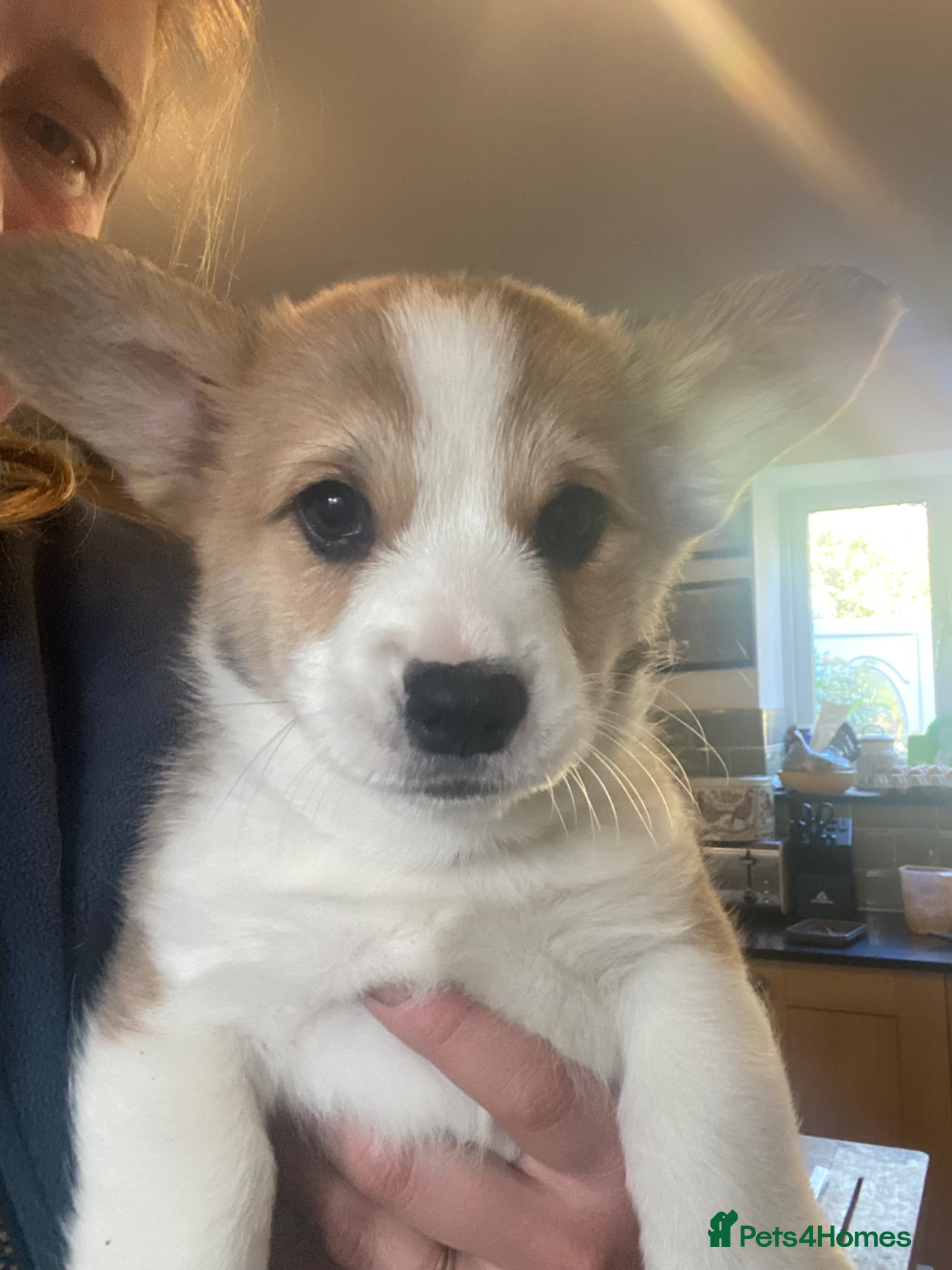 Welsh Corgi Pembroke dogs Ready in 1 week! KC corgis!  - Advert 7