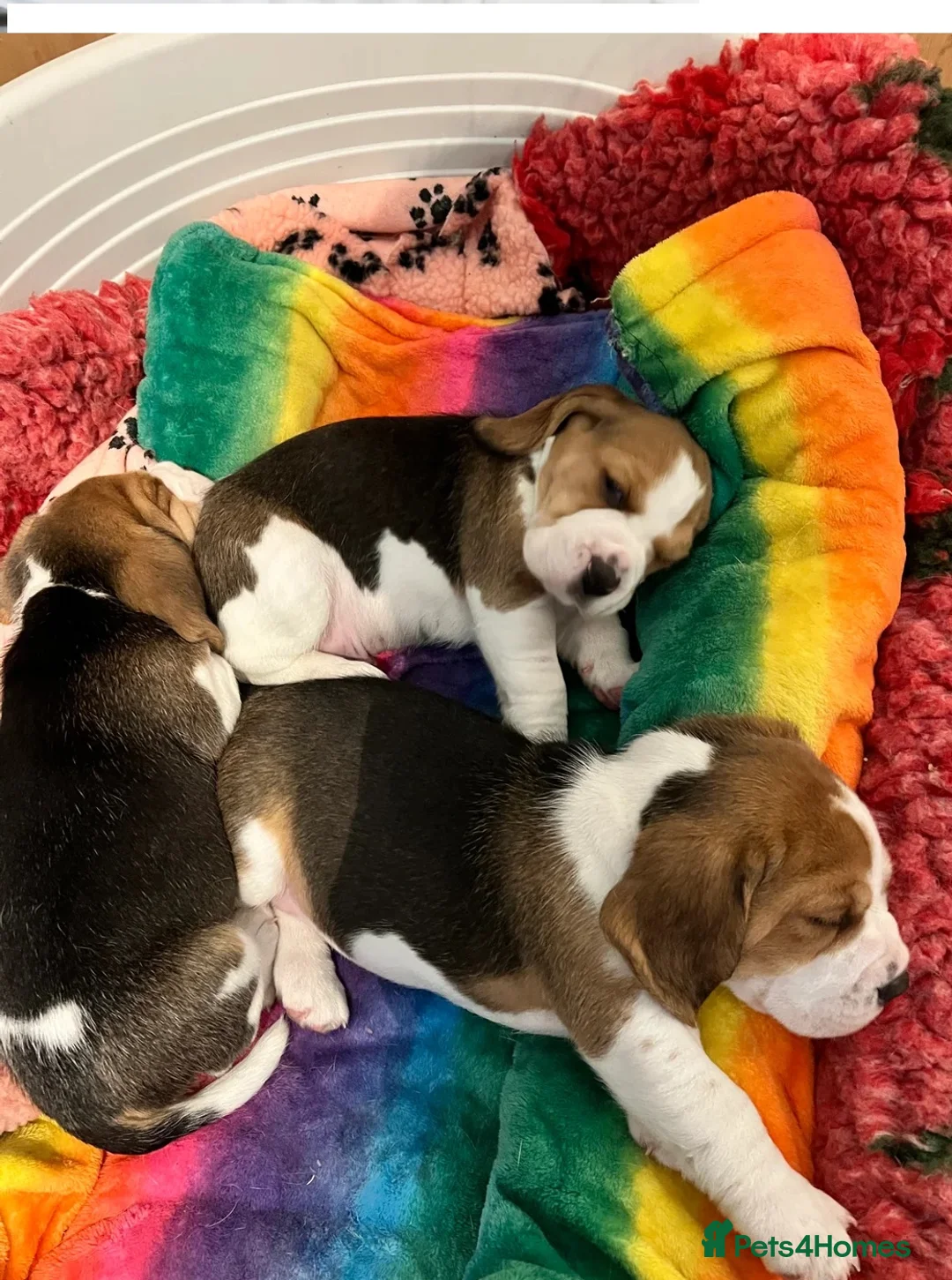 Beagle dogs for sale: Beagle puppies  - Advert 1
