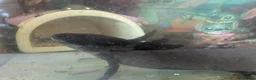 Axolotl reptiles for sale: Axolotl eggs and babies - Advert 9