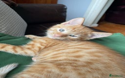 Mixed Breed cats for sale: Last All Ginger girl kitten - Advert 1